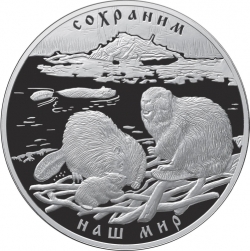 Реверс 100 рублей 2008 года СПМД proof «Речной бобр»